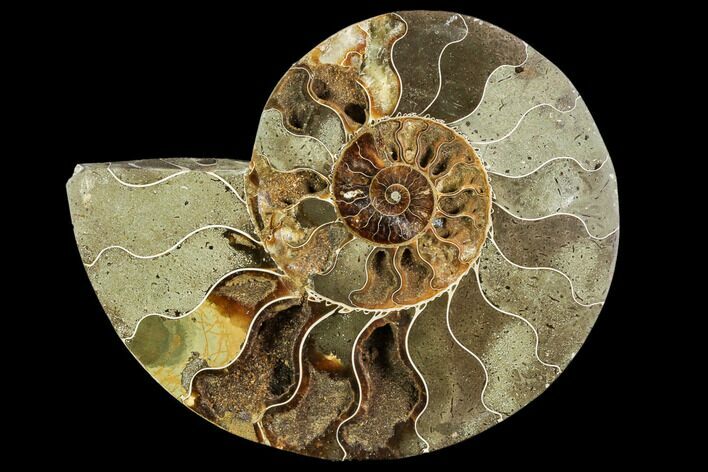 Bargain, Agatized Ammonite Fossil (Half) - Crystal Chambers #111549